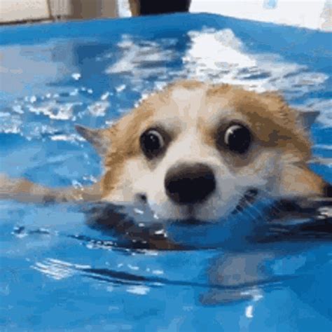 dog happy gif